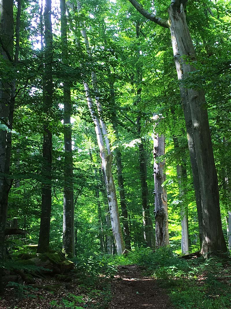 Spessart